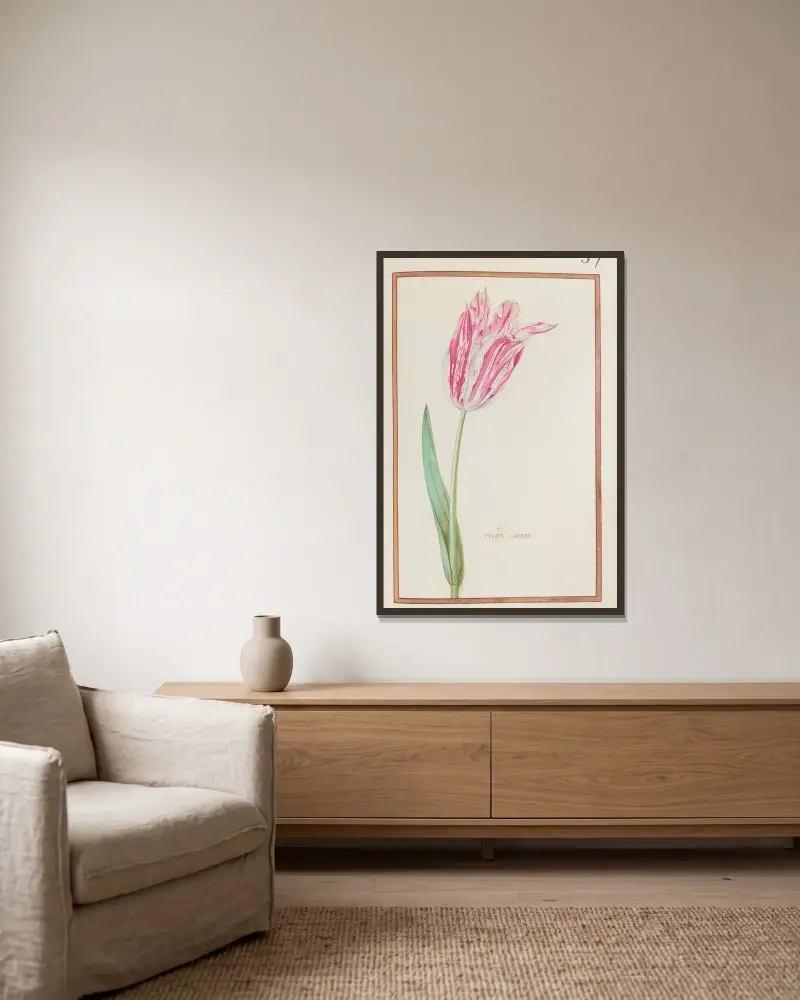 Gestreifte Tulpe, 1624 – Nr. 2 von Daniel Rabel gerahmt an einer Wand