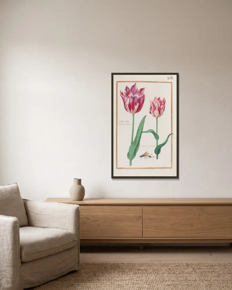 Tulipe variée de trois couleurs ; tulipe foitée blanche et rouge av Daniel Rabel inramad på en vägg