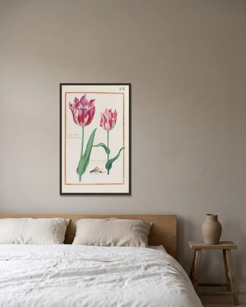 Tulipe variée de trois couleurs ; tulipe foitée blanche et rouge av Daniel Rabel inramad på en vägg