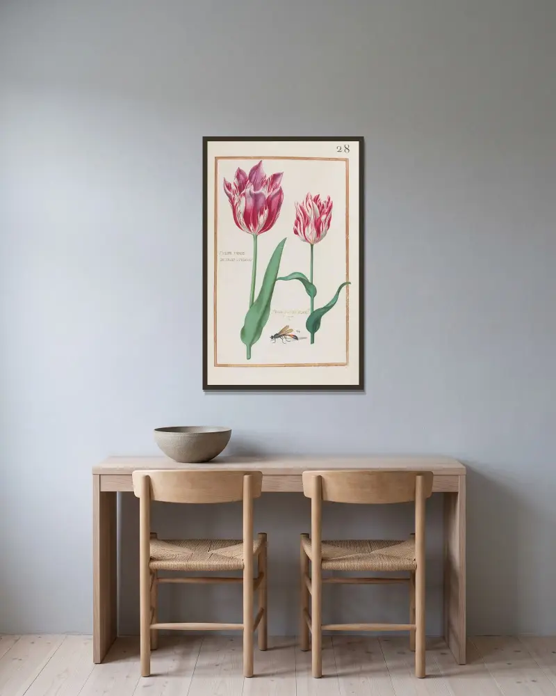 Tulipe variée de trois couleurs ; tulipe foitée blanche et rouge av Daniel Rabel inramad på en vägg