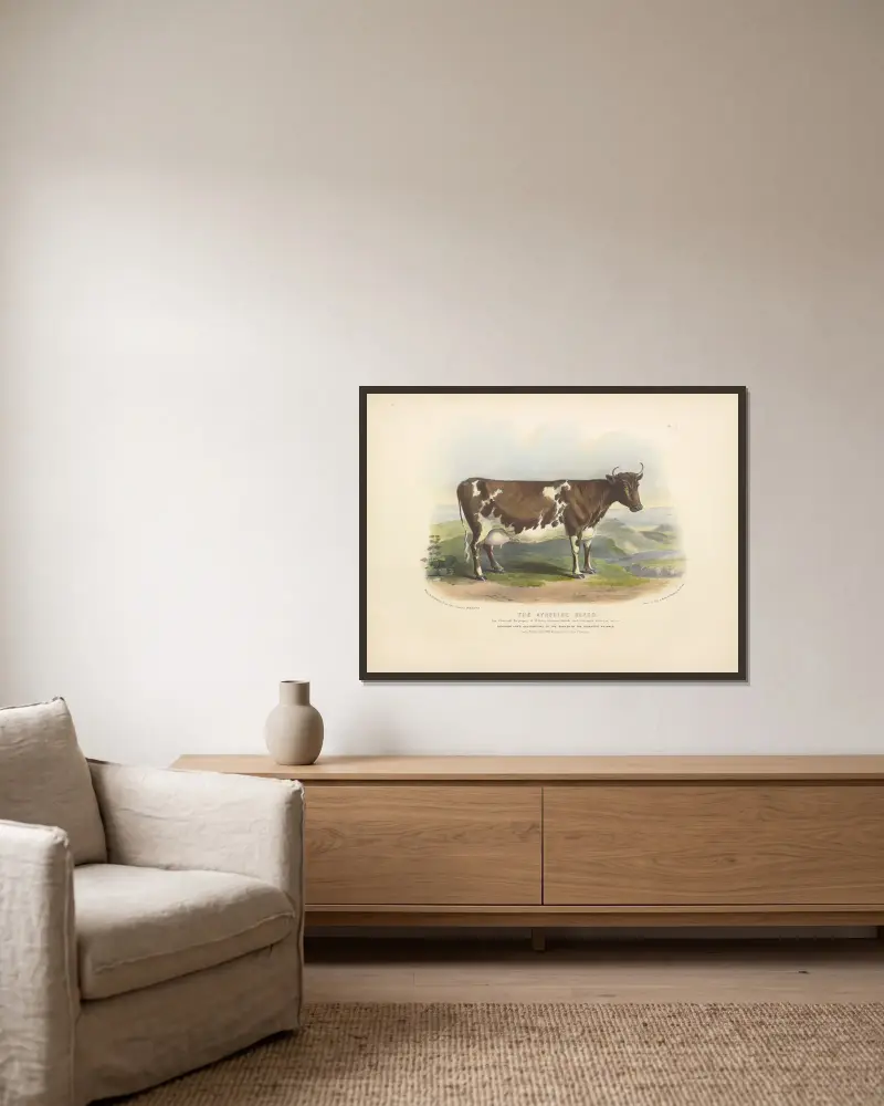 Die Ayrshire-Rasse von David Low gerahmt an einer Wand