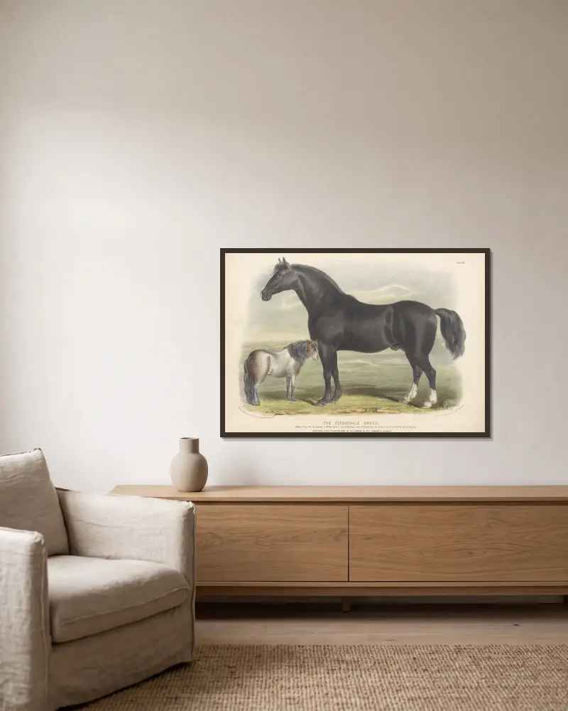 Die Clydesdale-Rasse von David Low gerahmt an einer Wand