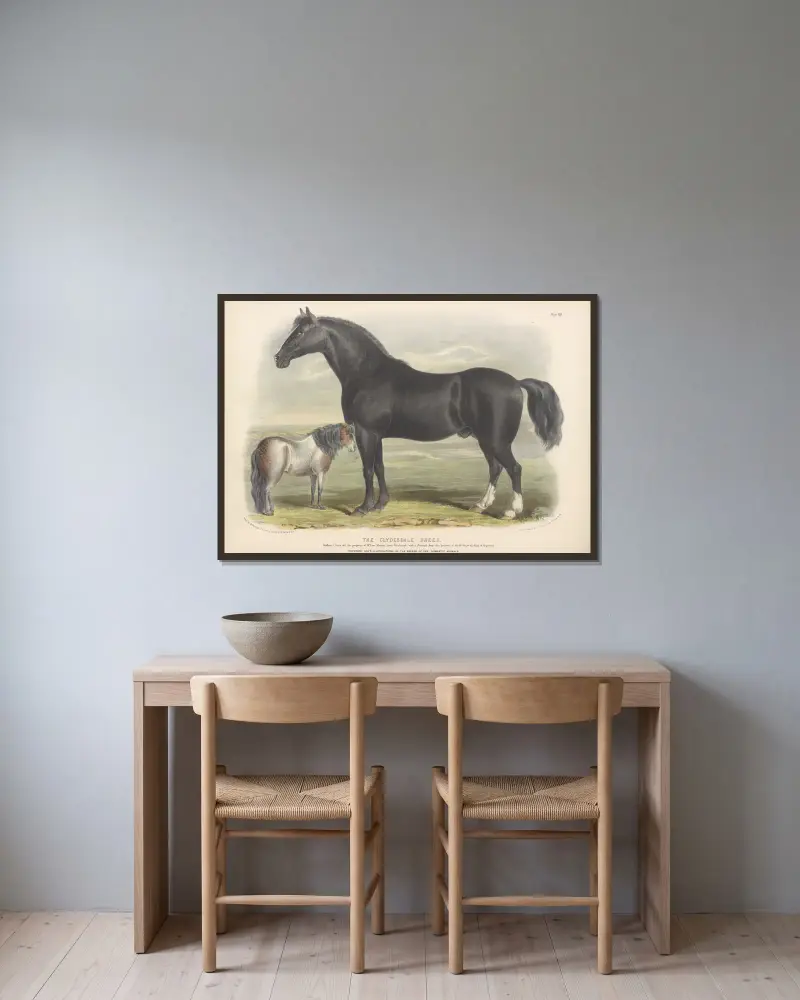 Die Clydesdale-Rasse von David Low gerahmt an einer Wand