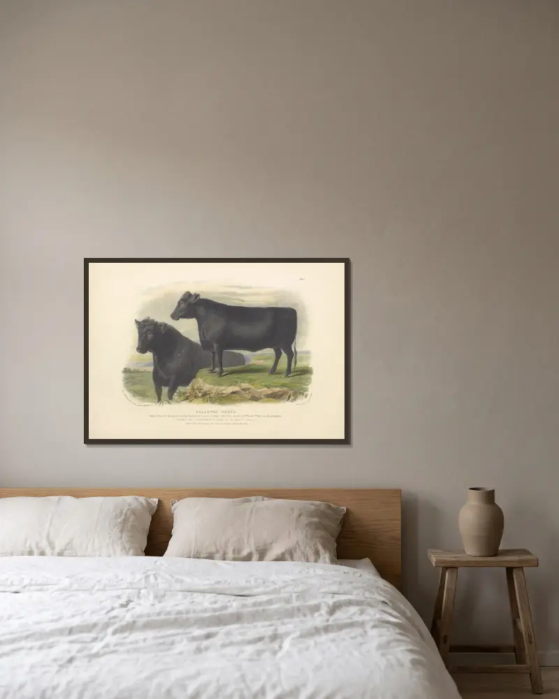 The Galloway Breed von David Low gerahmt an einer Wand