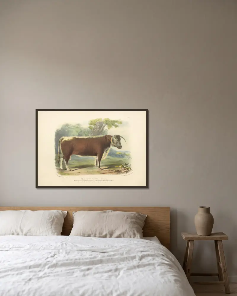 Die langhörnige Rasse von David Low gerahmt an einer Wand