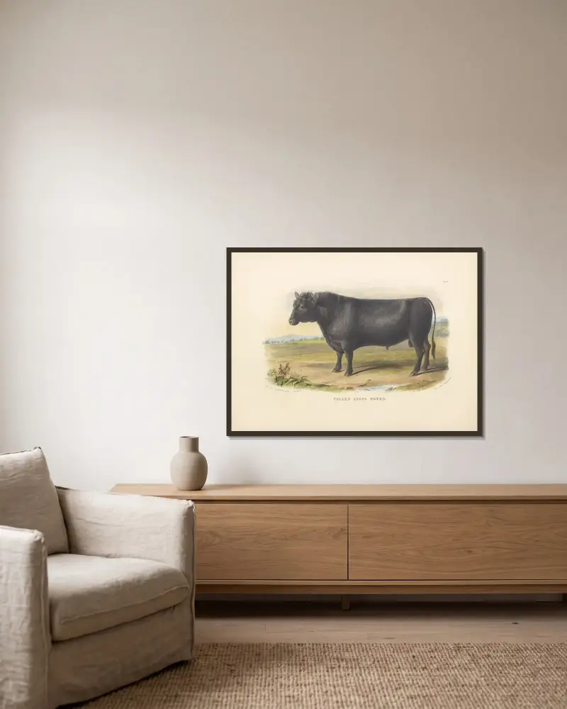 The Polled Angus Breed av David Low inramad på en vägg