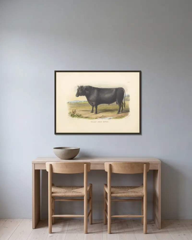 The Polled Angus Breed av David Low inramad på en vägg
