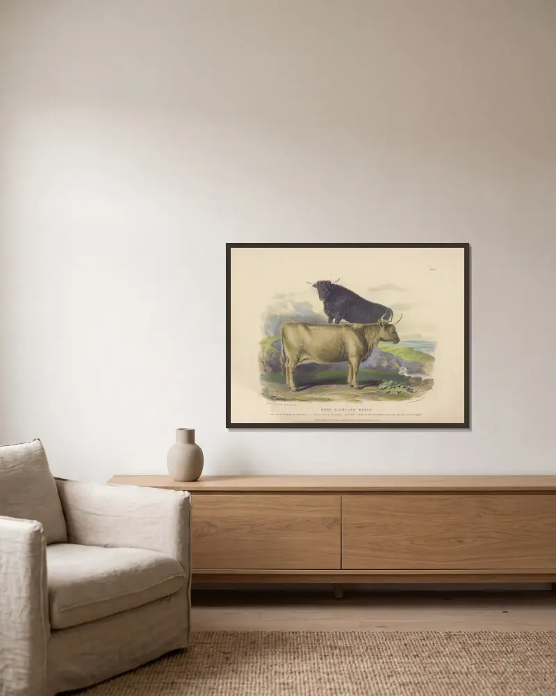 The West Highland Breed von David Low gerahmt an einer Wand
