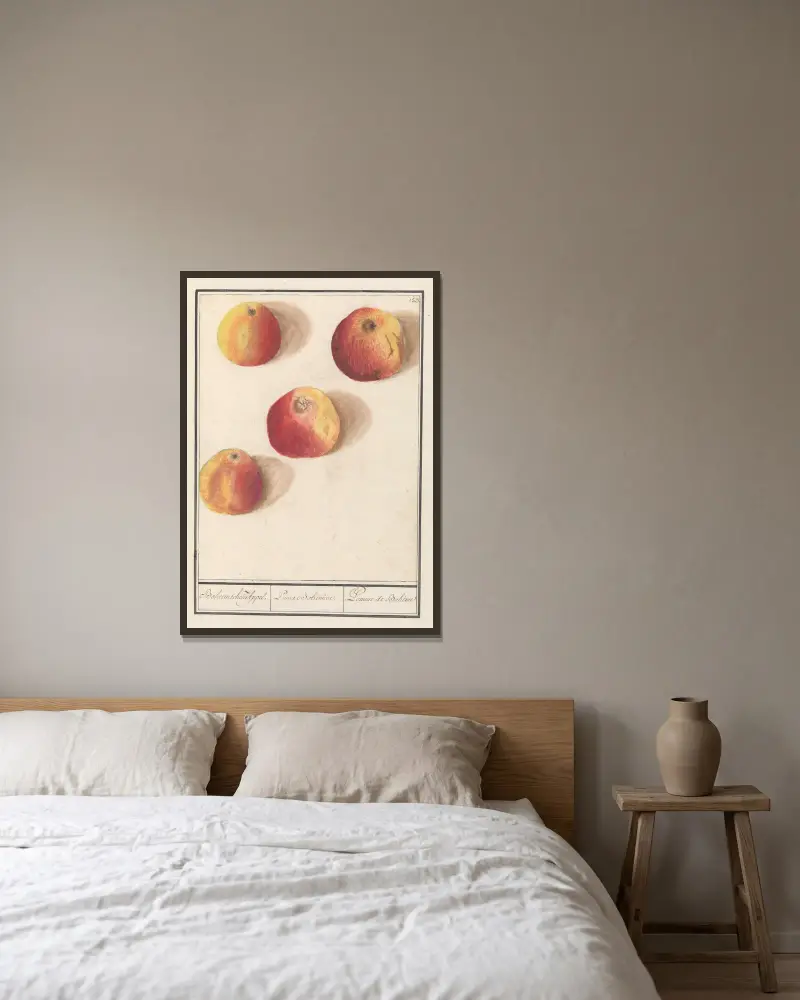 Jabłoń (Malus domestica) – jabłko czeskie, Anselmus Boëtius de Boodt w ramie na ścianie