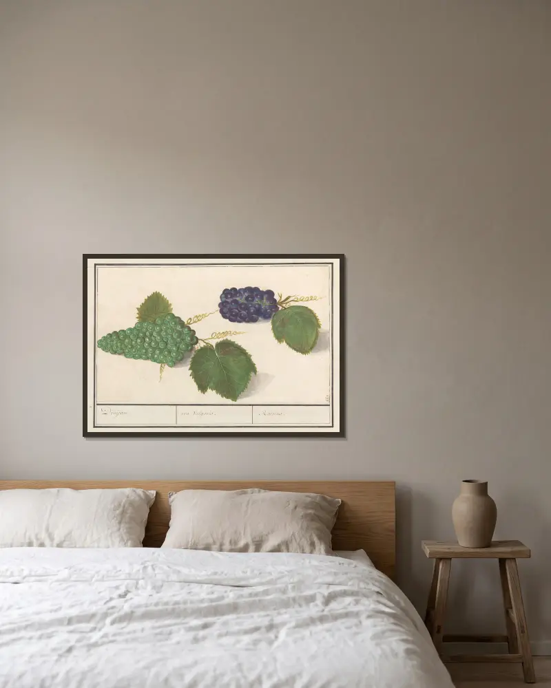 Druif (Vitis vinifera) Druijven. uva Vulgaris. Raisins av Anselmus Boëtius de Boodt inramad på en vägg