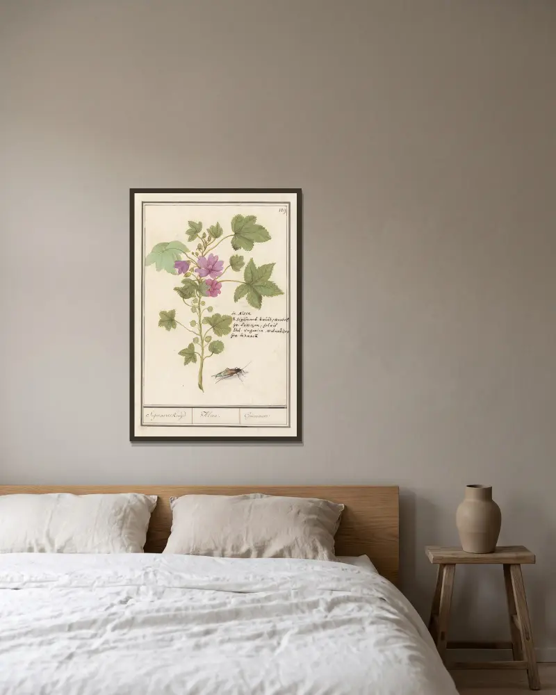 Groot kaasjeskruid (Malva sylvestris) Sigmaards kruijd Alcea. Guimauvre. av Anselmus Boëtius de Boodt inramad på en vägg