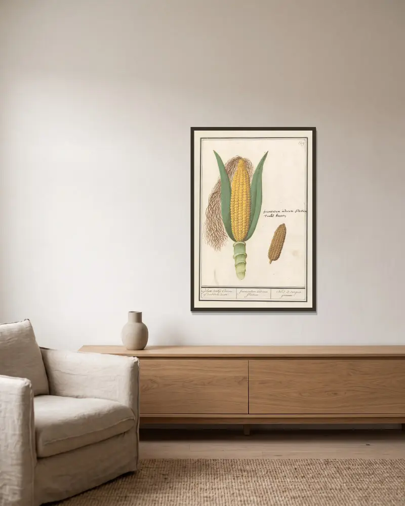 Mais (Zea mays) Geluwe turks Coorne. of turksche terwe frumentum indicum flavum. Bled de turquie jeaune av Anselmus Boëtius de Boodt inramad på en vägg