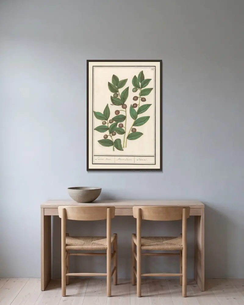 Olijf (Olea europaea) Laurier Boom. Bacca Laurus. Laurier av Anselmus Boëtius de Boodt inramad på en vägg
