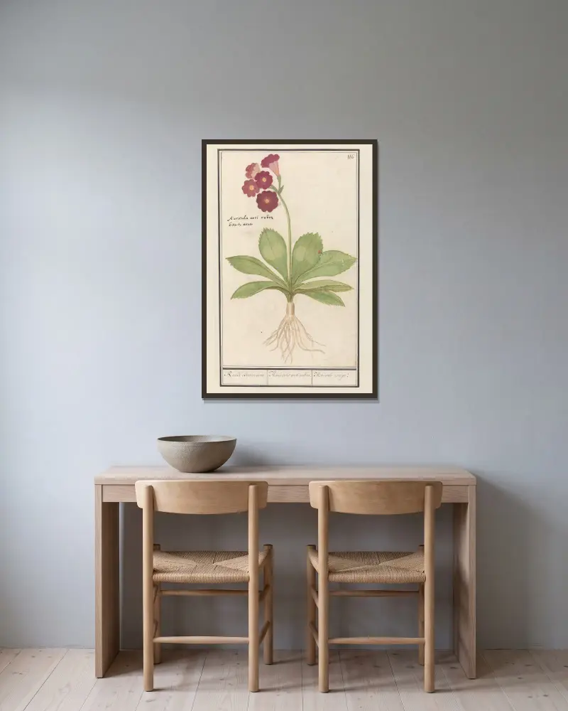 Sleutelbloem (Primula) Roode Beeren oore. Auricula ursi rubra. Auricule rouge av Anselmus Boëtius de Boodt inramad på en vägg