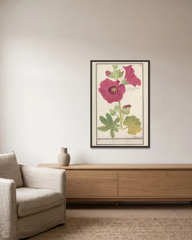 Stokroos (Alcea rosea) Enkel wynter roosen. Malva rosea hiemalis. passerose a fleur simple. av Anselmus Boëtius de Boodt inramad på en vägg