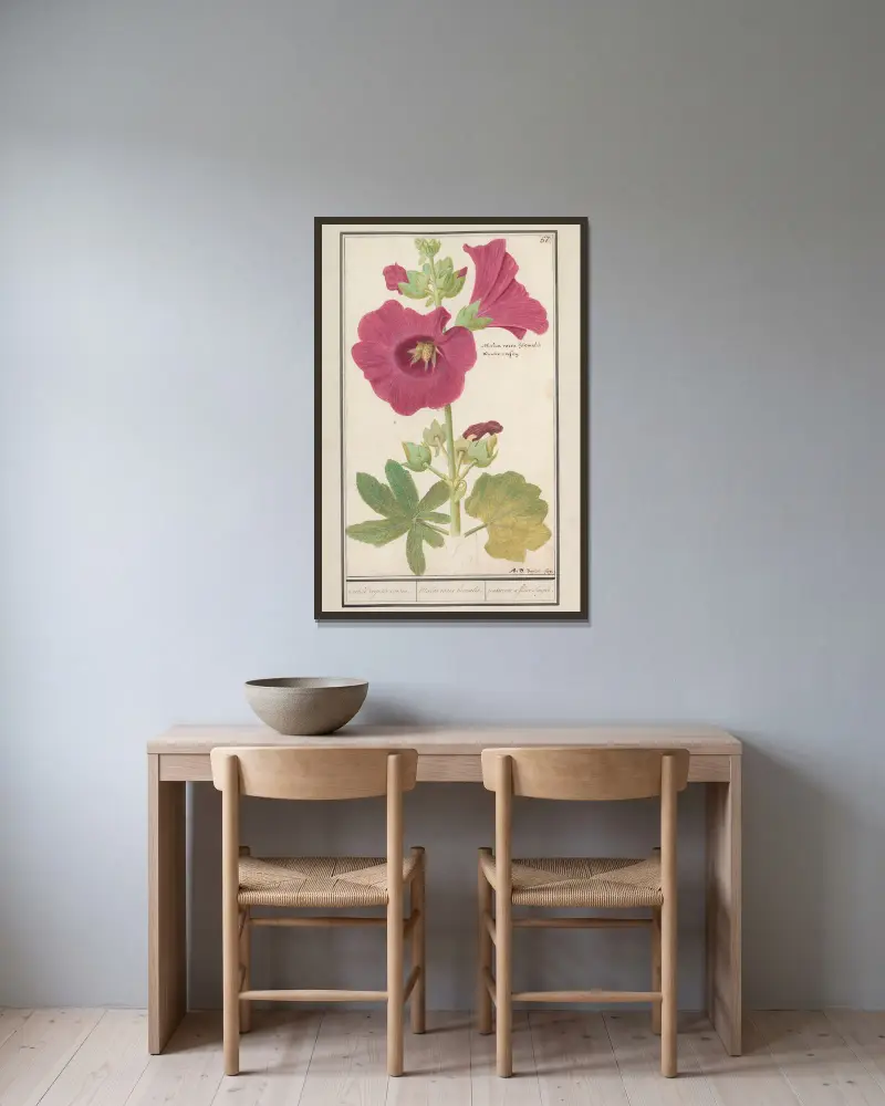 Stokroos (Alcea rosea) Enkel wynter roosen. Malva rosea hiemalis. passerose a fleur simple. av Anselmus Boëtius de Boodt inramad på en vägg