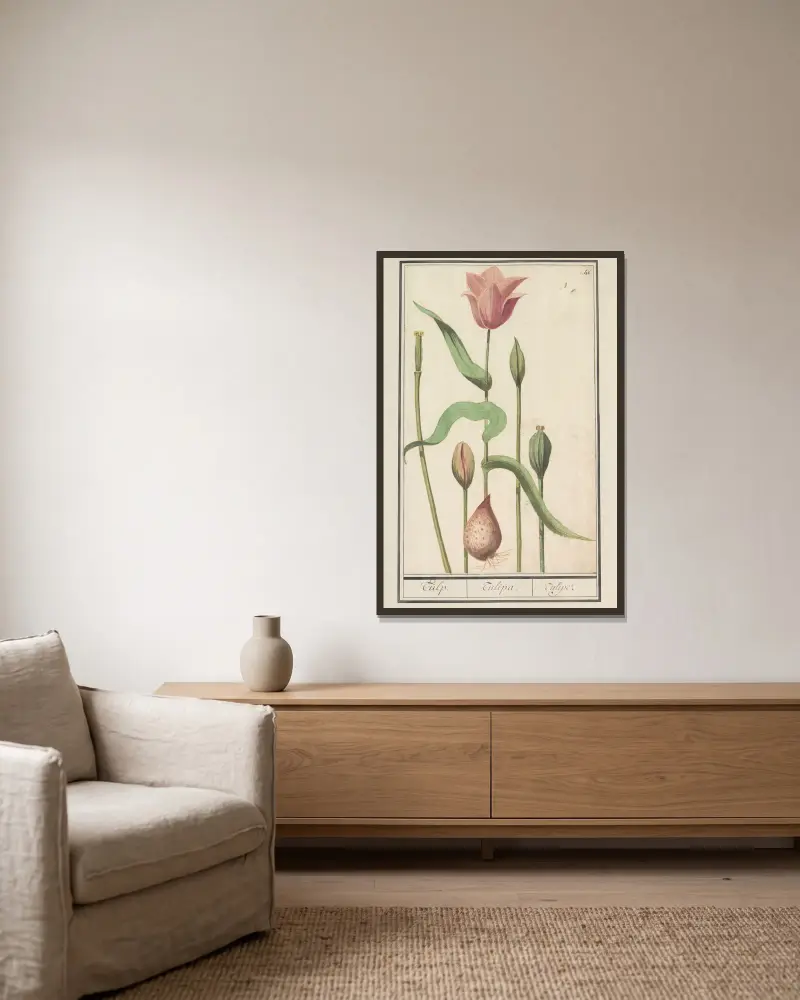 Tulipán (Tulipa), Anselmus Boëtius de Boodt v rámu na stěně