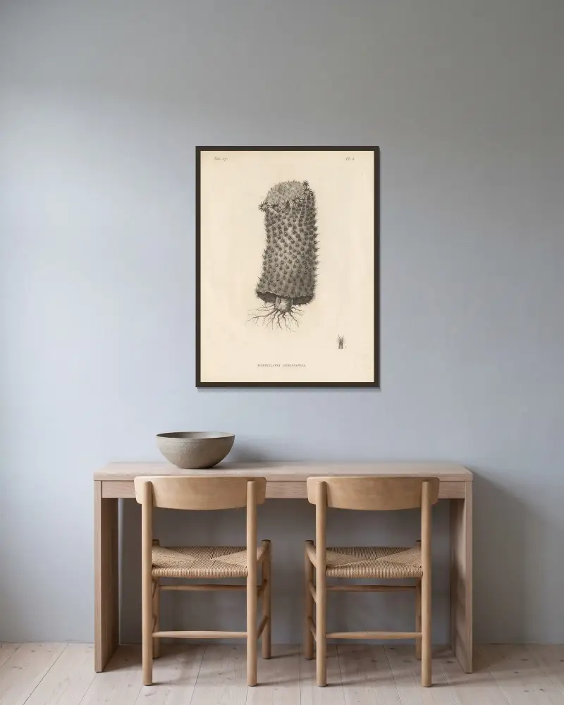 Mammillaria geminispina av Augustin Pyramus de Candolle inramad på en vägg