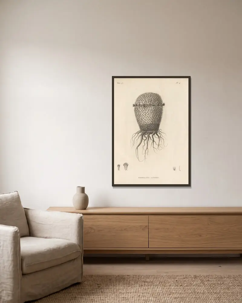 Mammillaria lanifera von Augustin Pyramus de Candolle gerahmt an einer Wand