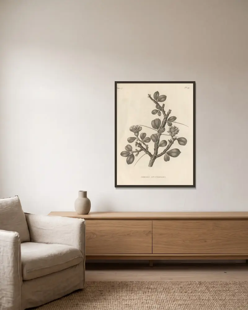 Pereskia opuntiaeflora av Augustin Pyramus de Candolle inramad på en vägg