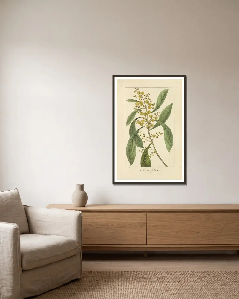 Acacia falcata, Jean Claude Michel Mordant de Launay w ramie na ścianie