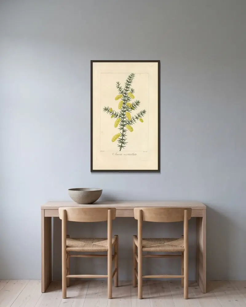 Acacia verticillata av Jean Claude Michel Mordant de Launay inramad på en vägg