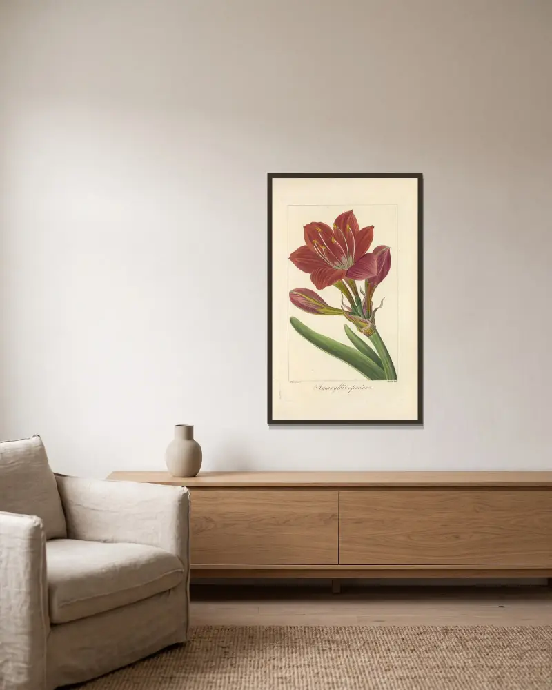 Amaryllis speciosa av Jean Claude Michel Mordant de Launay inramad på en vägg