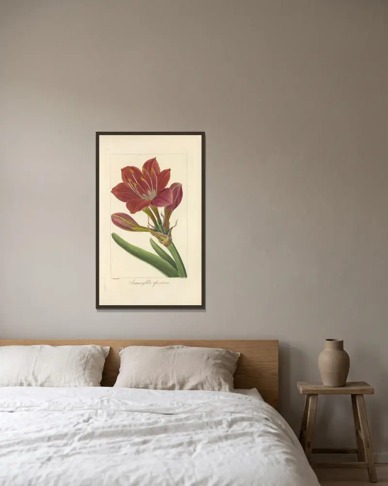 Amaryllis speciosa av Jean Claude Michel Mordant de Launay inramad på en vägg