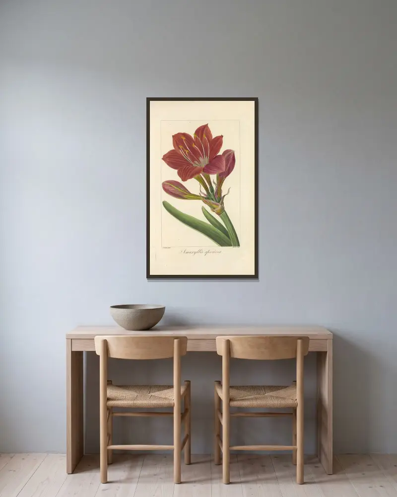 Amaryllis speciosa av Jean Claude Michel Mordant de Launay inramad på en vägg