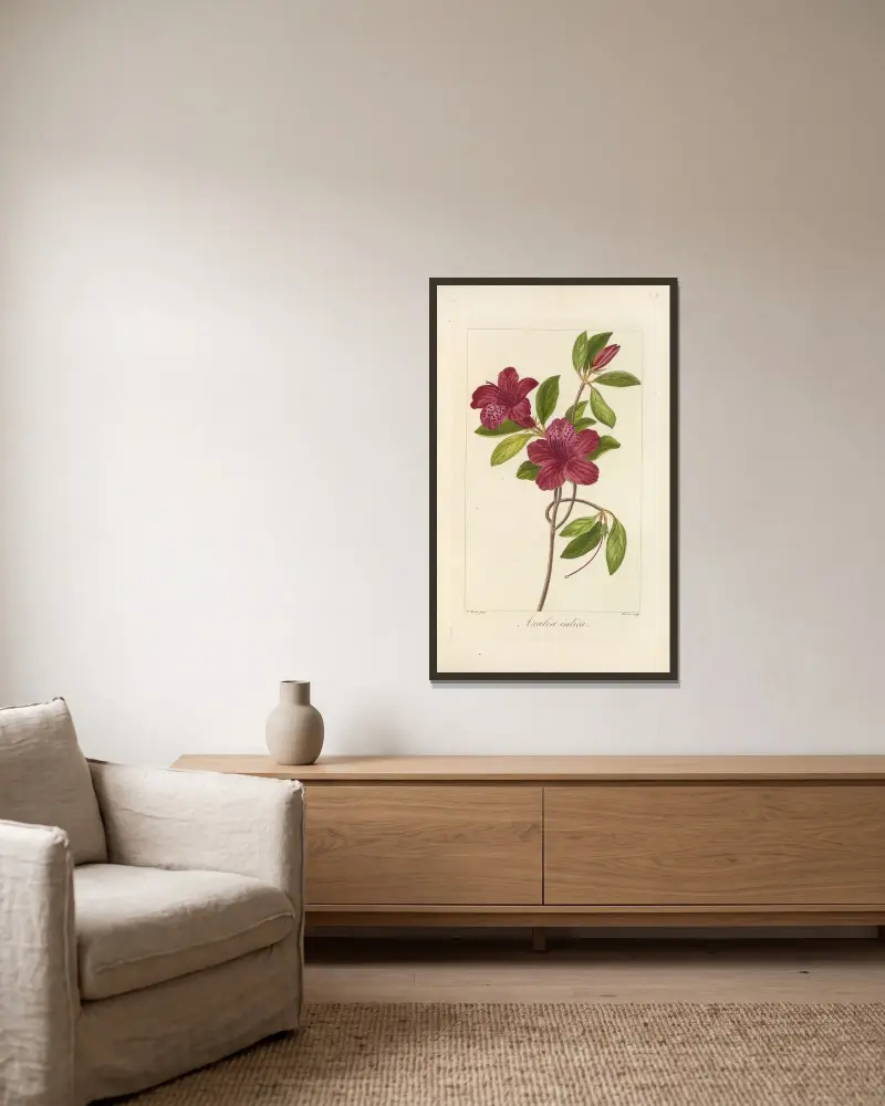 Azalea indica av Jean Claude Michel Mordant de Launay inramad på en vägg
