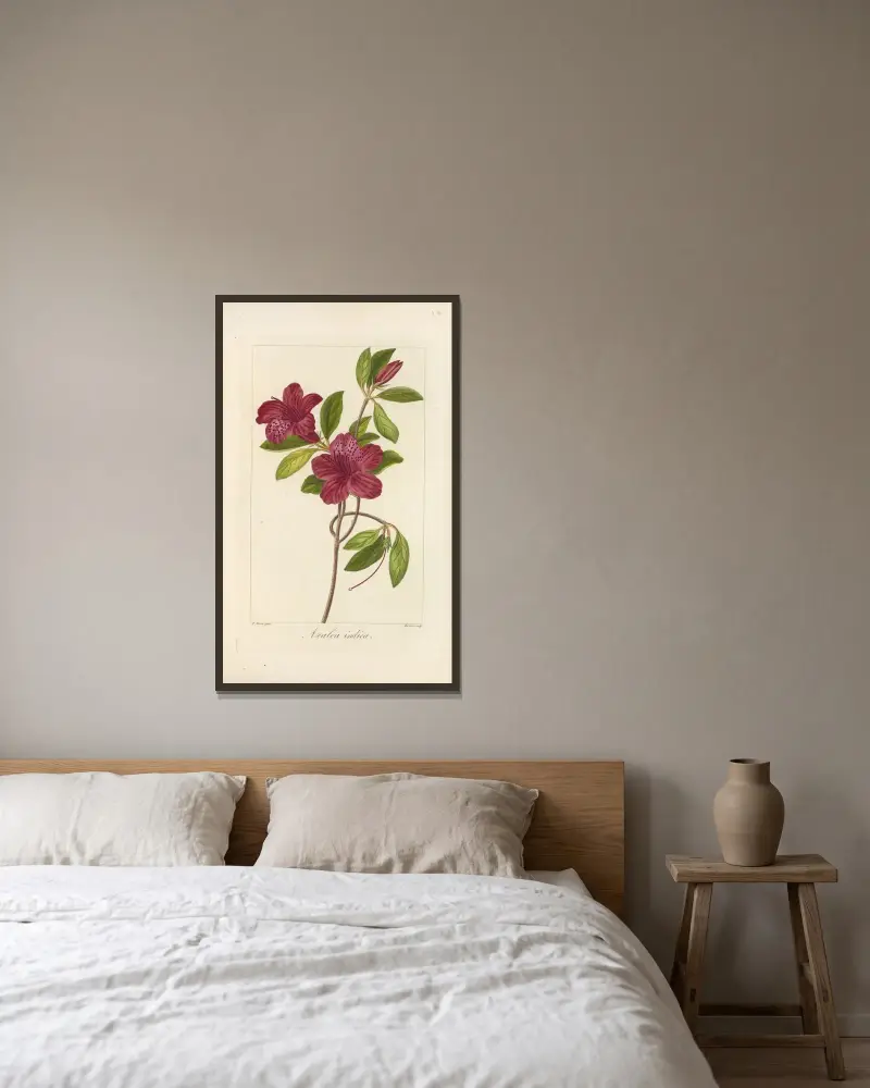 Azalea indica av Jean Claude Michel Mordant de Launay inramad på en vägg