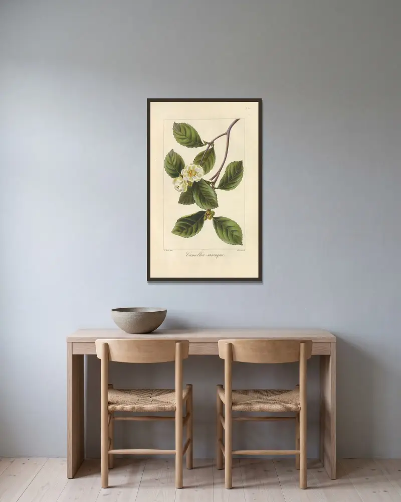 Camellia sasanqua av Jean Claude Michel Mordant de Launay inramad på en vägg