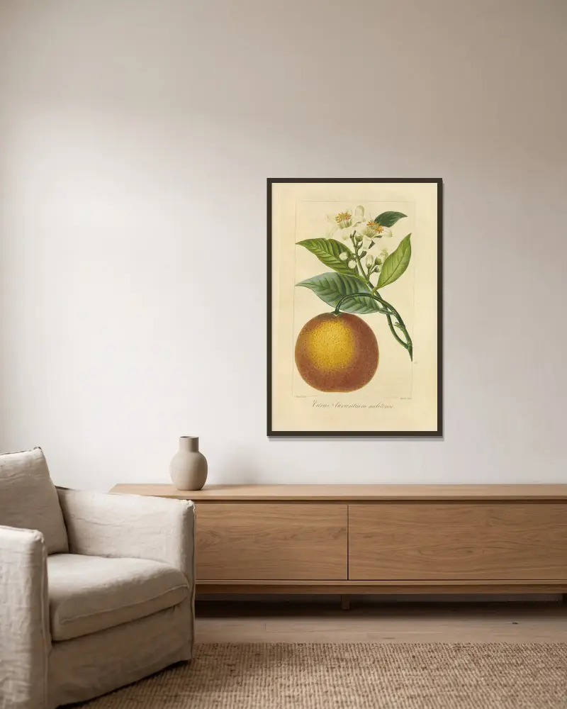 Citrus aurantium melitense von Jean Claude Michel Mordant de Launay gerahmt an einer Wand