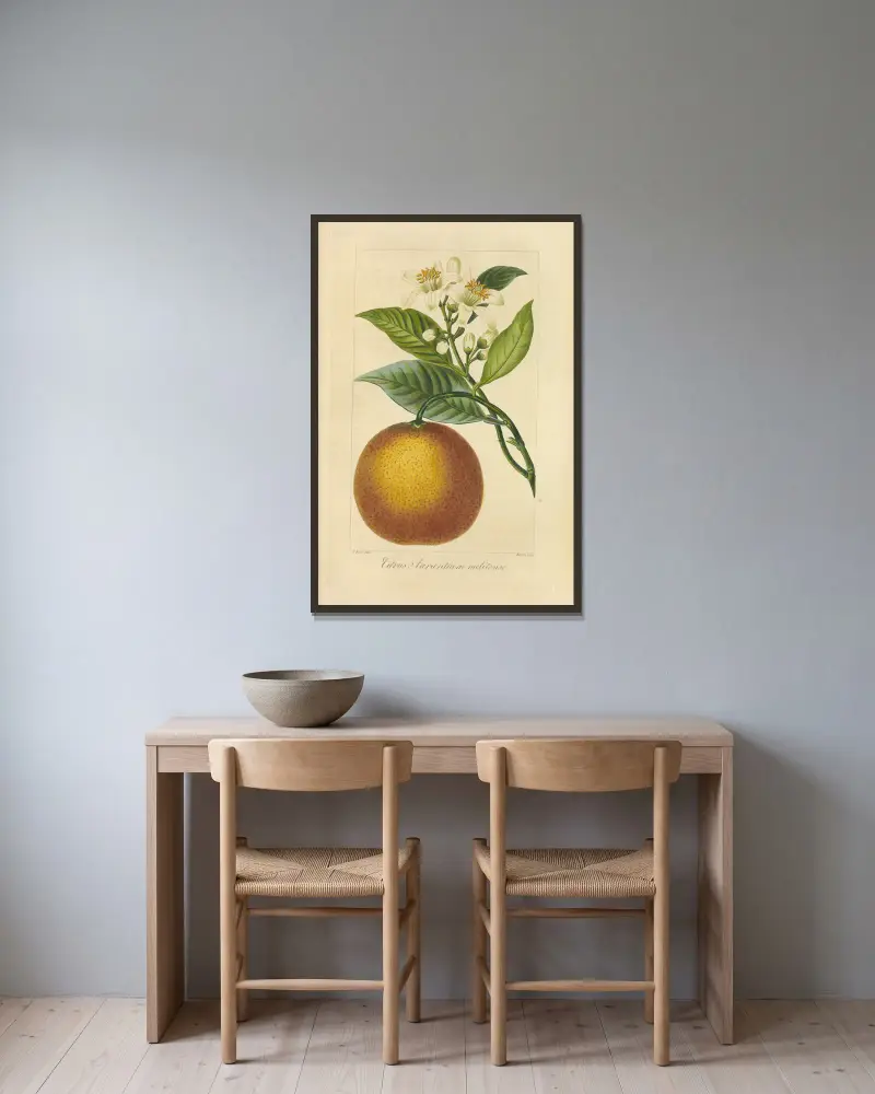 Citrus aurantium melitense von Jean Claude Michel Mordant de Launay gerahmt an einer Wand