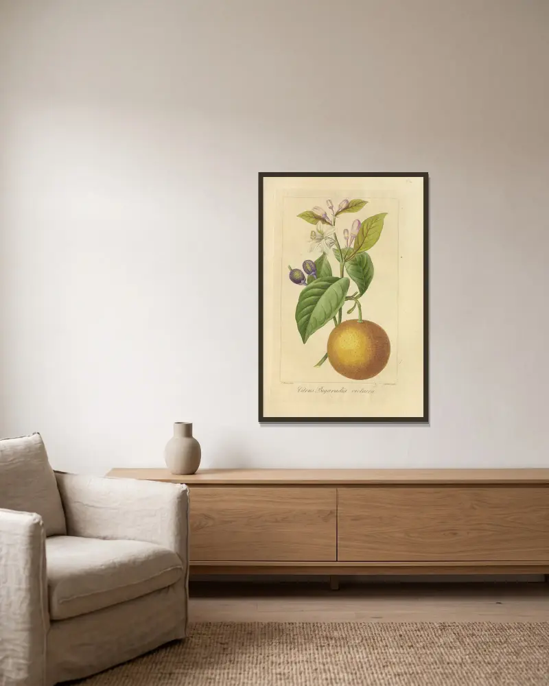 Citrus bigaradia violacea, Jean Claude Michel Mordant de Launay v rámu na stěně