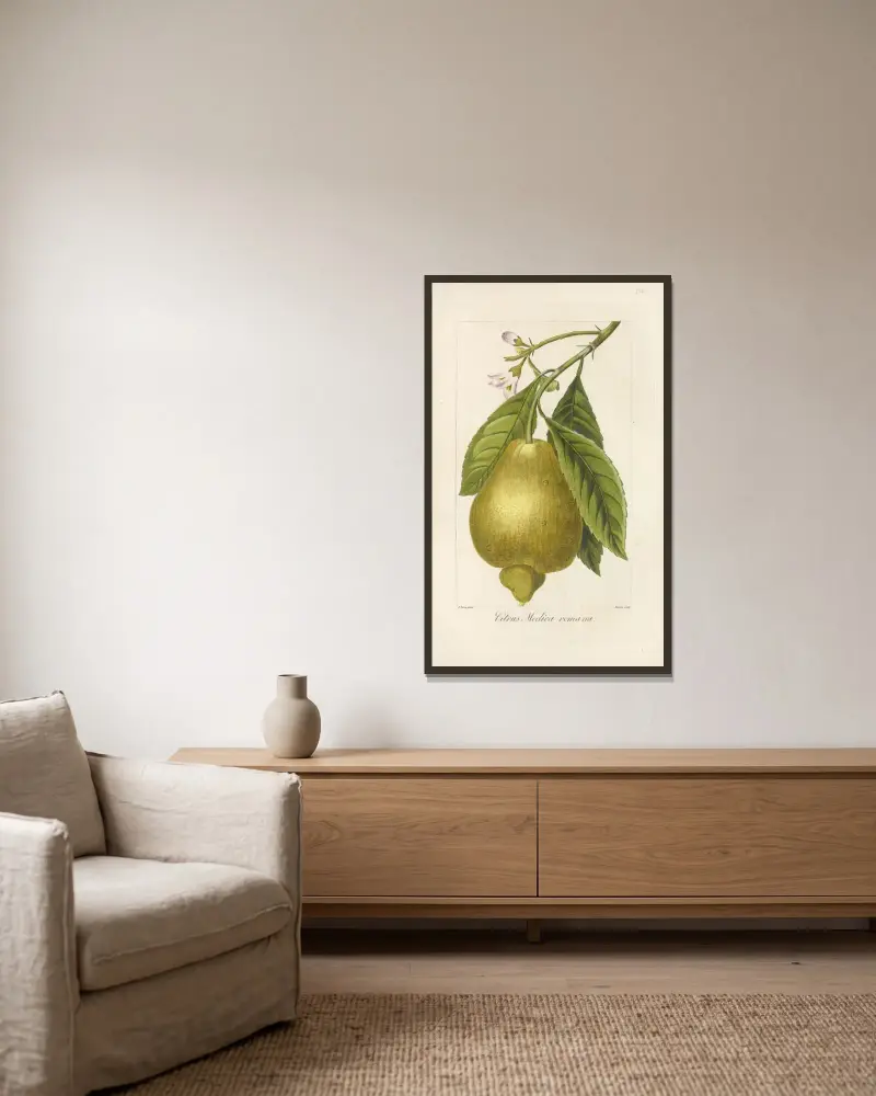 Citrus medica romana av Jean Claude Michel Mordant de Launay inramad på en vägg
