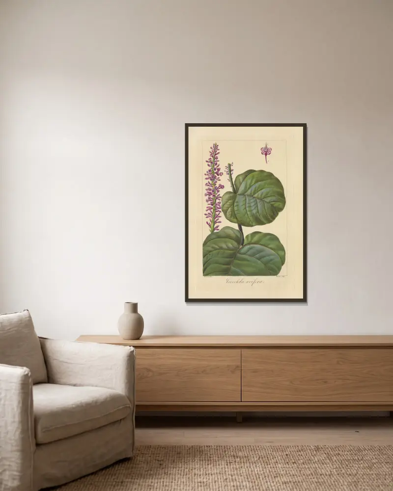 Coccoloba uvifera, Jean Claude Michel Mordant de Launay w ramie na ścianie