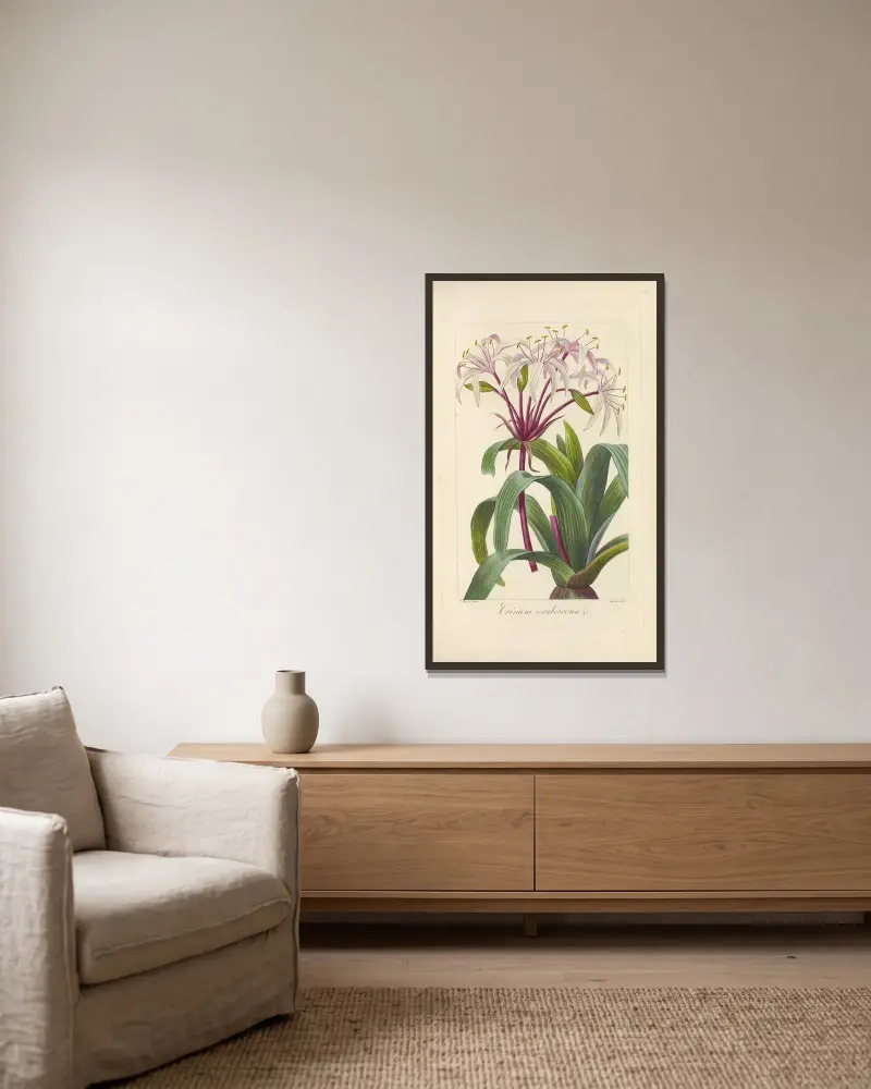 Crinum erubescens av Jean Claude Michel Mordant de Launay inramad på en vägg