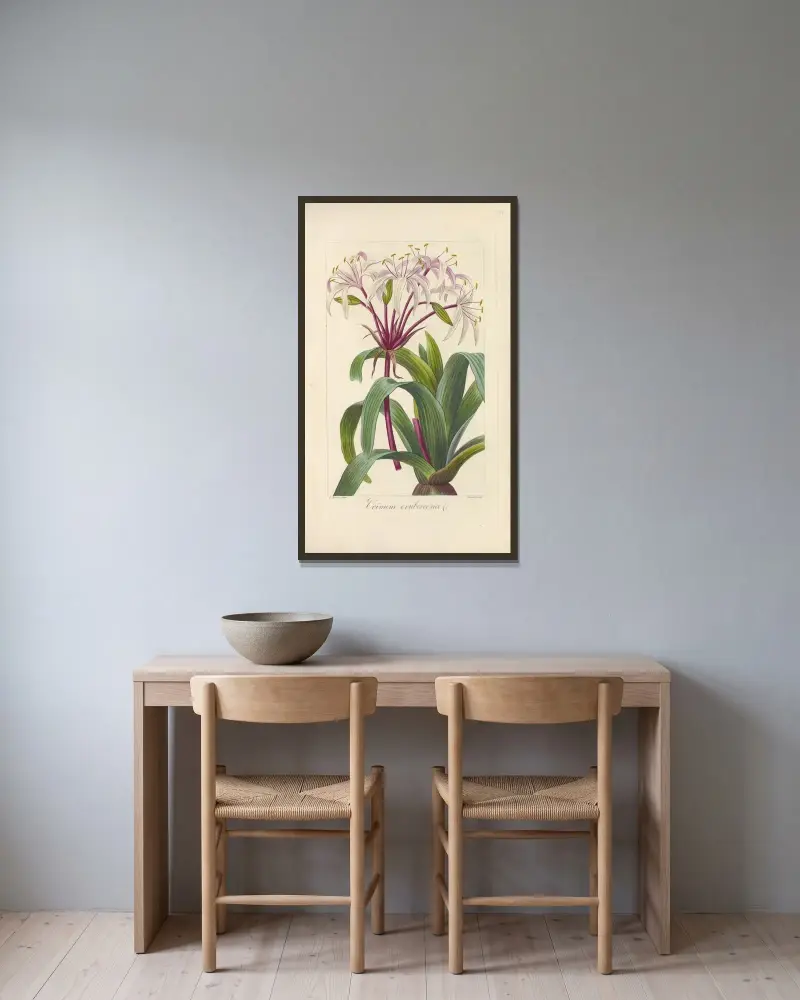 Crinum erubescens av Jean Claude Michel Mordant de Launay inramad på en vägg
