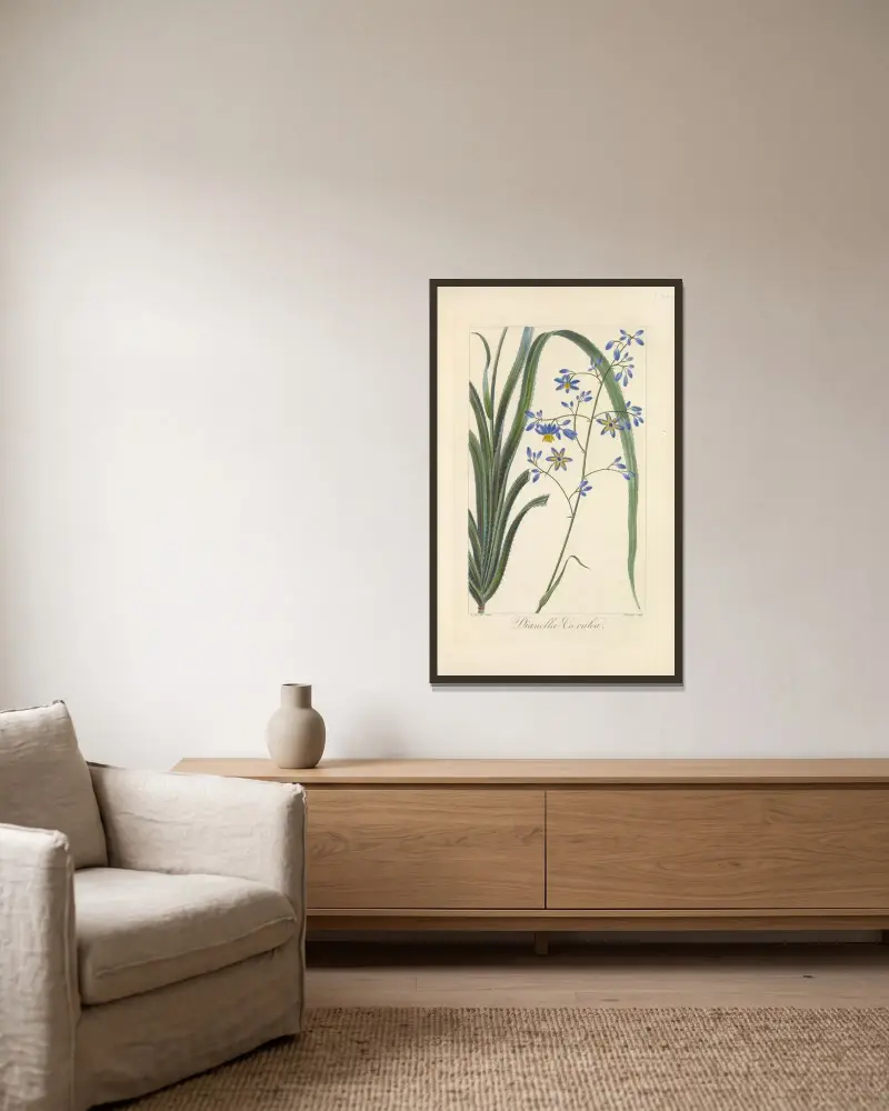 Dianella cærulea av Jean Claude Michel Mordant de Launay inramad på en vägg