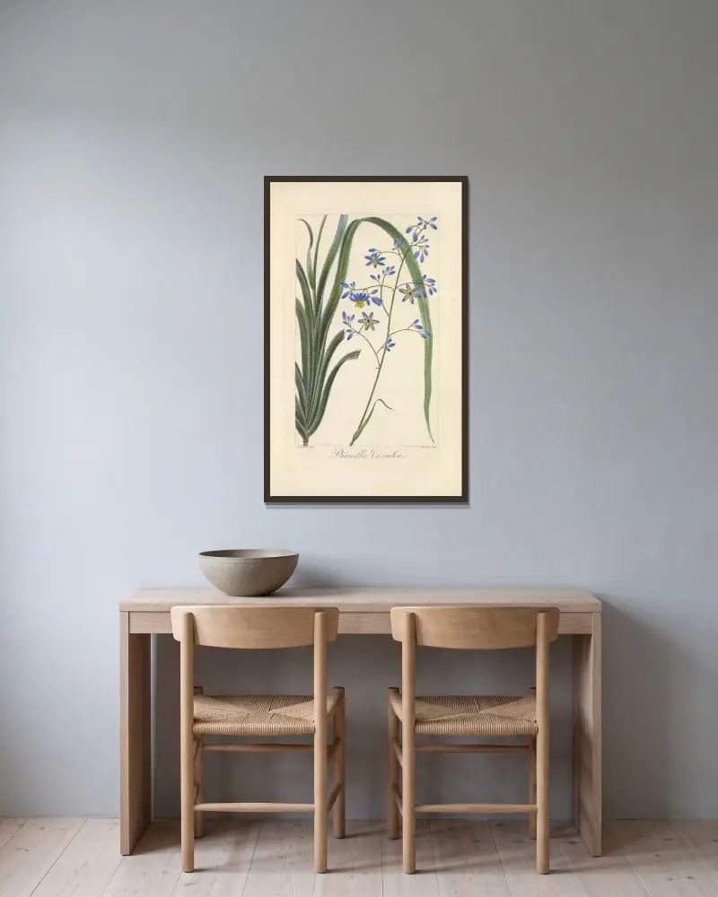 Dianella cærulea av Jean Claude Michel Mordant de Launay inramad på en vägg