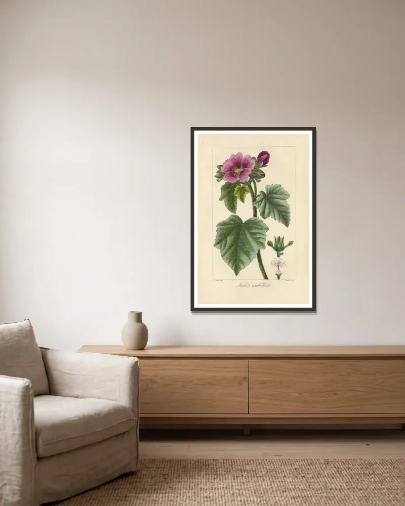 Malva umbellata, Jean Claude Michel Mordant de Launay w ramie na ścianie