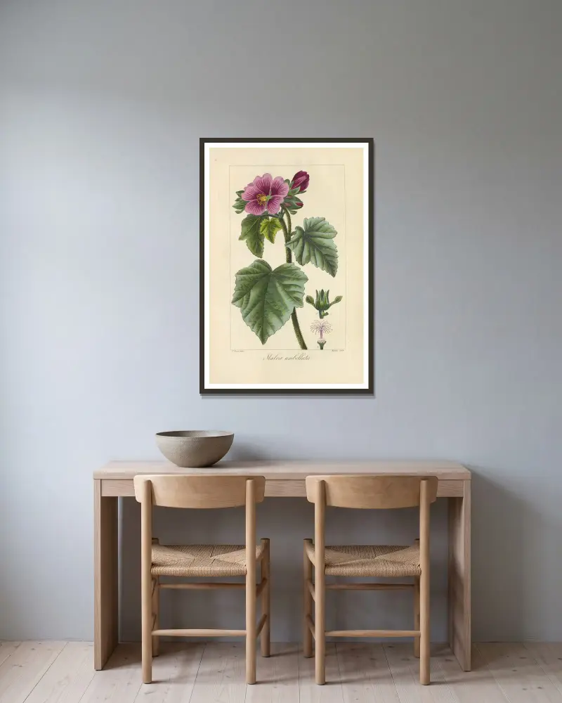 Malva umbellata, Jean Claude Michel Mordant de Launay w ramie na ścianie