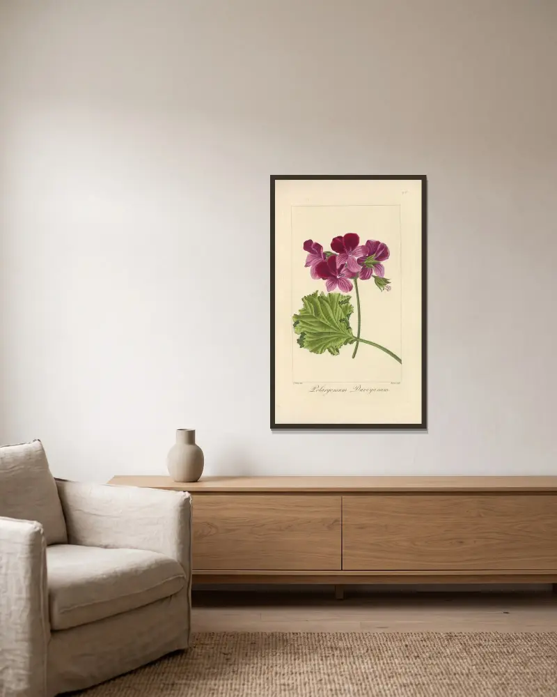Pelargonium daveyanum av Jean Claude Michel Mordant de Launay inramad på en vägg