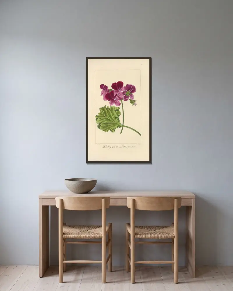 Pelargonium daveyanum av Jean Claude Michel Mordant de Launay inramad på en vägg
