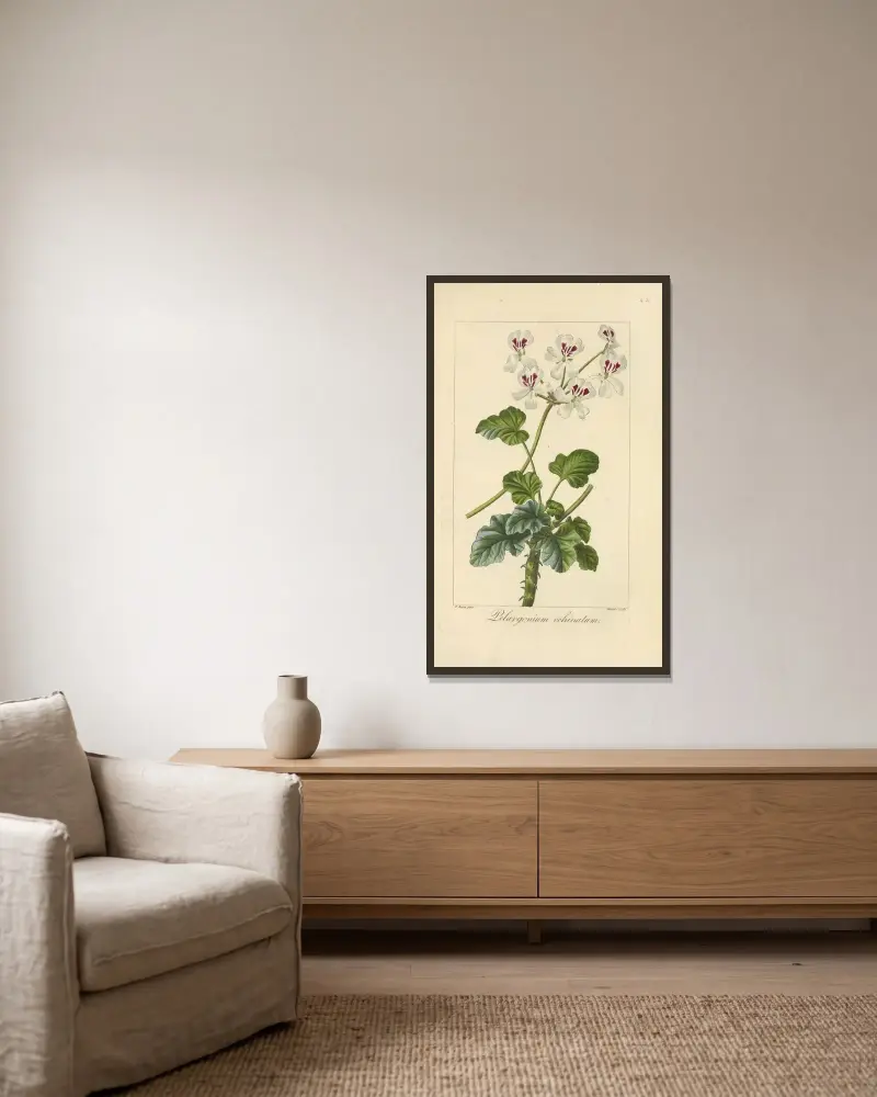 Pelargonium echinatum av Jean Claude Michel Mordant de Launay inramad på en vägg