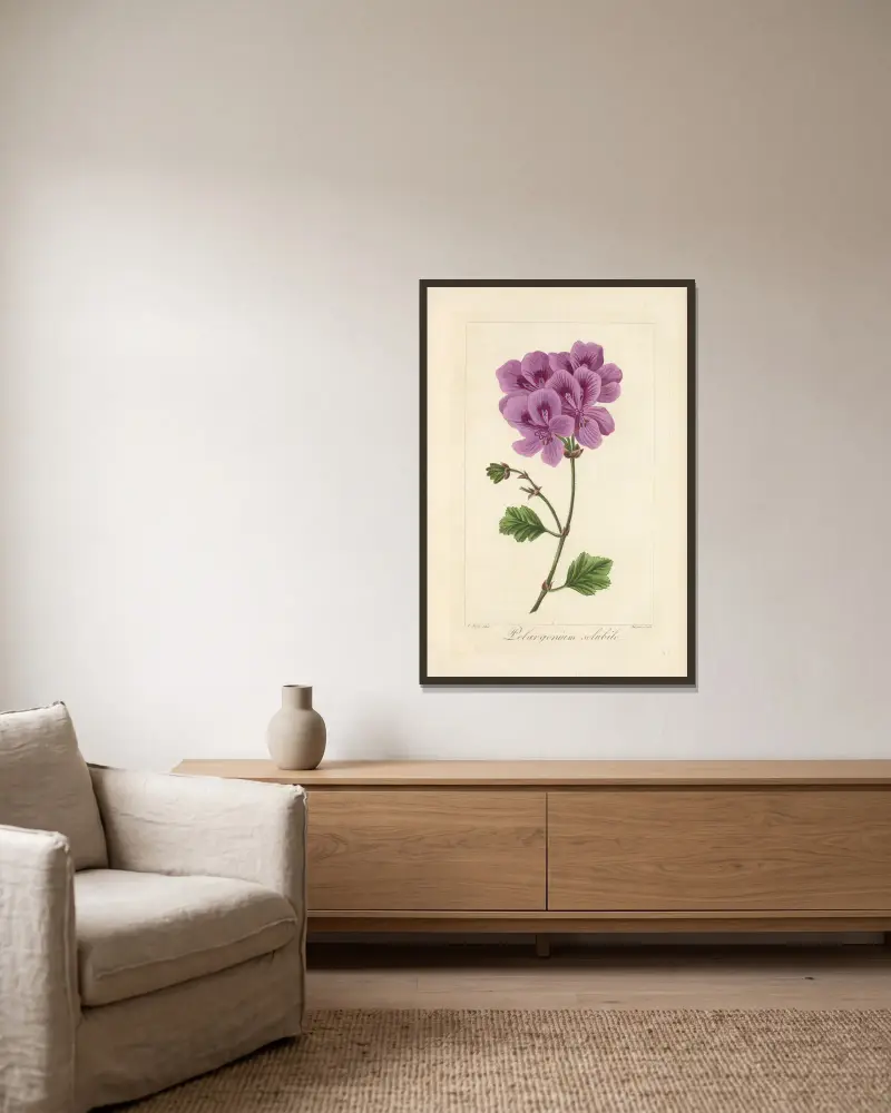 Pelargonium solubile, Jean Claude Michel Mordant de Launay v rámu na stěně