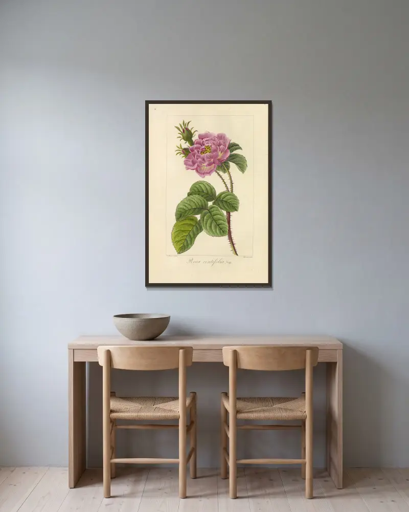 Rosa centifolia, Jean Claude Michel Mordant de Launay v rámu na stěně