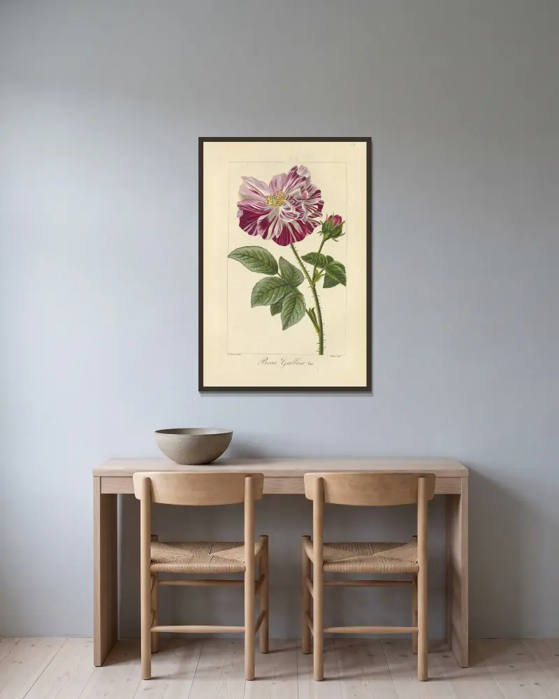 Rosa gallica von Jean Claude Michel Mordant de Launay gerahmt an einer Wand
