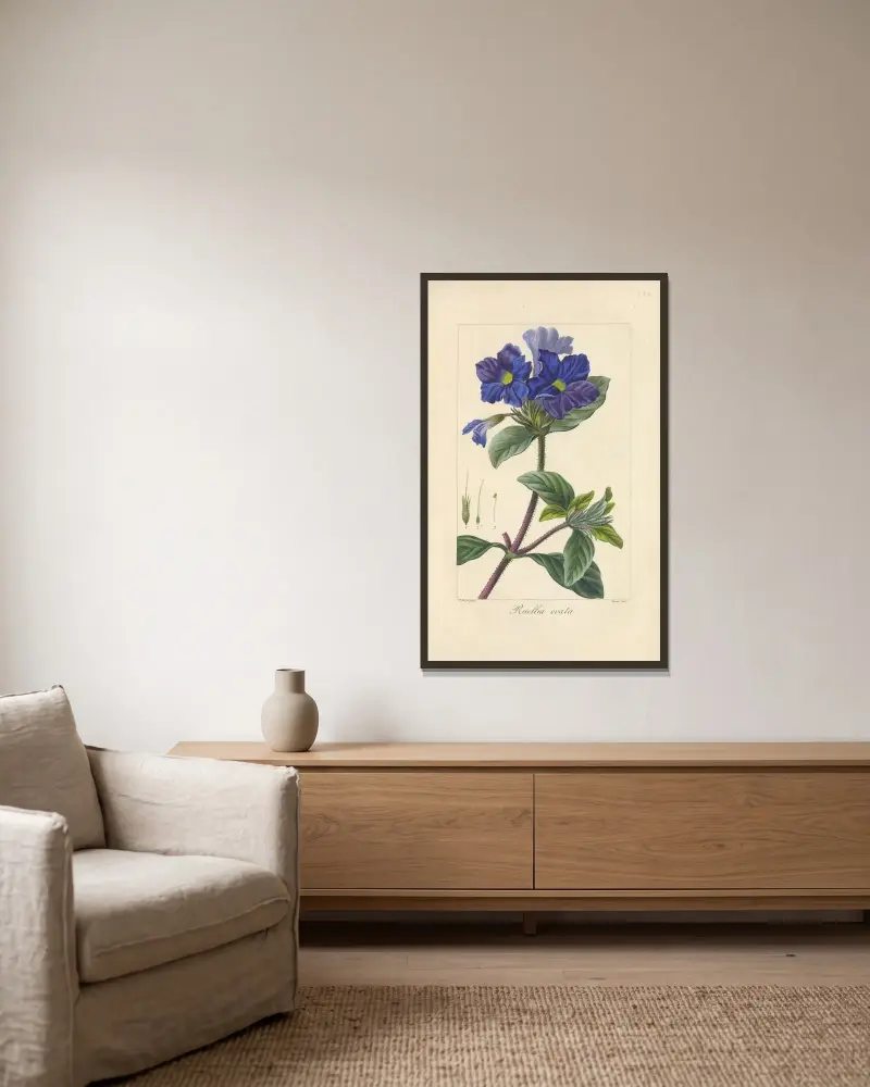 Ruellia ovata av Jean Claude Michel Mordant de Launay inramad på en vägg